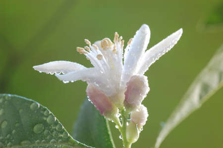 lemon in blossomの写真素材