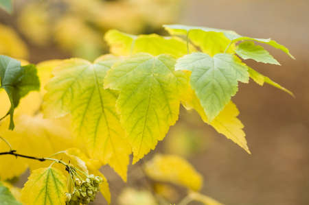 branch of autumn leaves, nice colour natural backgroundの写真素材