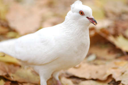 white dove with slice of bread in beakの写真素材
