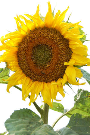 sunflower isolatedの写真素材