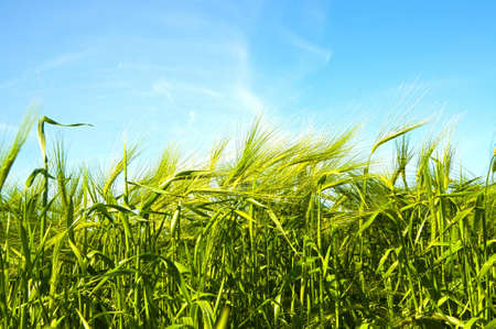 wheat の写真素材