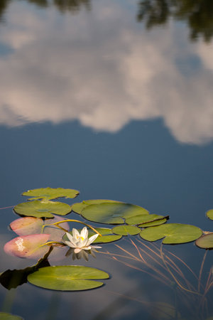 Water lily Genevaの写真素材