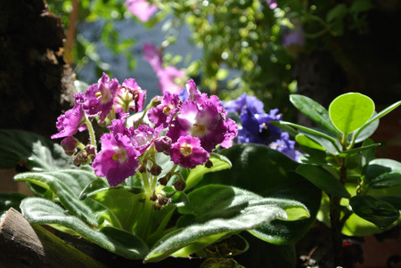 Blossomの写真素材