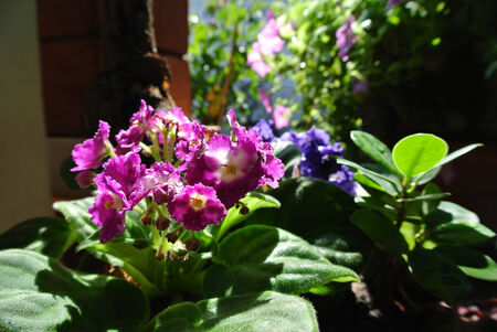 Blossomの写真素材