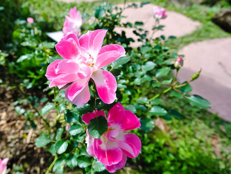 Blossomの写真素材