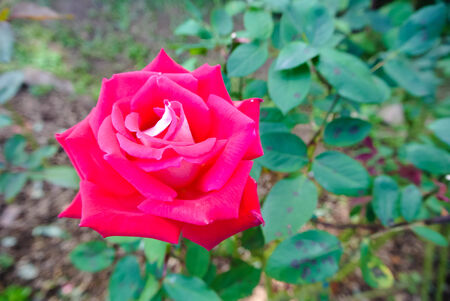 Blossomの写真素材