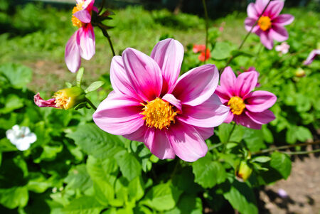 Blossomの写真素材