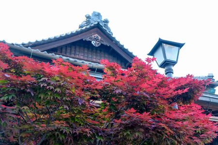 Close-up of bright red Japanese maple on the autumn garden.の写真素材