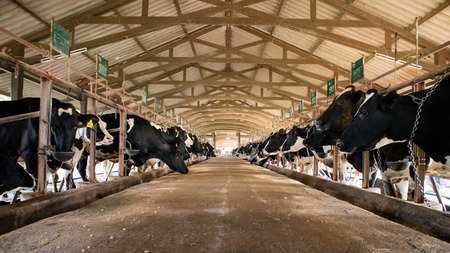 Dairy cattle farming, Feeding dairy cows in the stable, Thailand