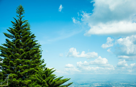 The view of a pine tree among the blue sky with the white clouds at the picture's right side. I recommend that it will be the nice background that make people feel comfortable when seeing it.の写真素材