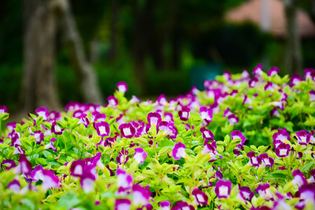 Pansy or Viola cornuta or Fizzy Lemonberry, the beautiful purple flowers in the gardenの写真素材