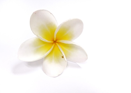 The beautiful white and yellow flower, Plumeria isolated on white backgroundの写真素材