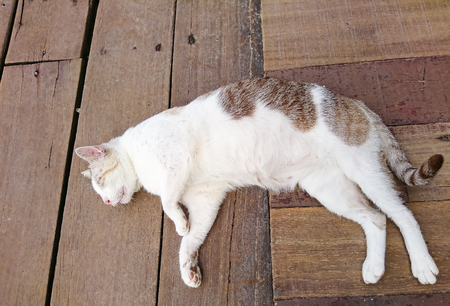 A white cat is sleeping on the wooden floor with copy space at beside. It's relaxing and fluffyの写真素材