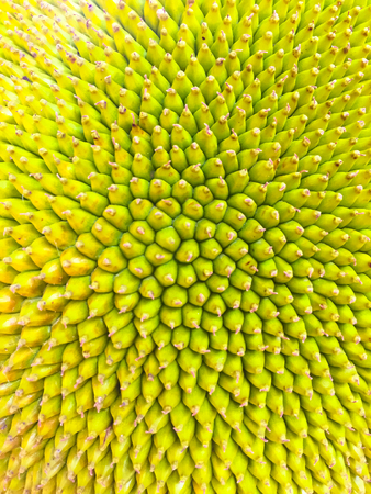 Texture of Jackfruit.  Its surface looks like a small thorn. which is green and yellow colour. Close...