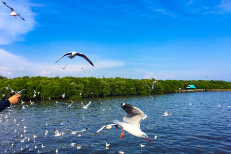 The man is feeding the Seagull. There are many white Seagull flying in the sky and  floating in the sea. There is green mangrove forest and  beautiful blue sky on a bright dayの写真素材
