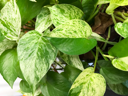 The Golden pothos were planted in a potted plant, this is the detail of green leaf of garden tree. Some leaves are 2 tone , dark green and white mix with light yellow.の写真素材