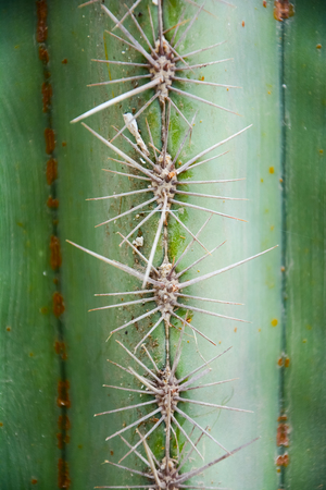 Thorn of Golden barrel cactus or Echinocactus grusonii Hildm, this is the desert tree which were many thorns , its body look like the green ball and white flower. This is the garden tree that planted in outdoor.の写真素材