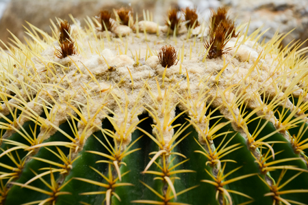 Golden barrel cactus or Echinocactus grusonii Hildm, this is the desert tree which were many thorns , its body look like the green ball and white flower. This is the garden tree that planted in outdoor.の写真素材