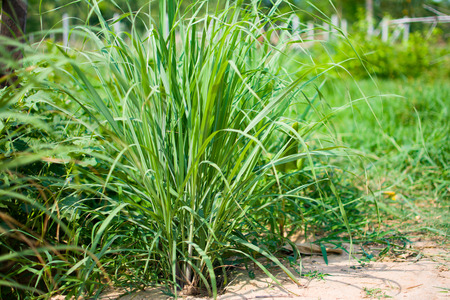 Lemongrass or Lapine or Lemon grass or West Indian or Cymbopogon citratus were planted on the ground. It is a shrub, its leaves are long and slender green. It is an herb which was made into food and medicine.の写真素材