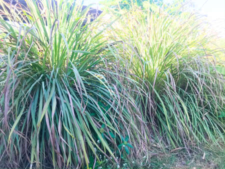 Lemongrass or Lapine or West Indian were planted on the ground. It is a shrub, its leaves are long and slender greenの写真素材