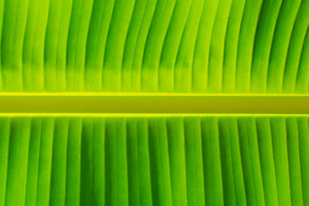 Banana leaves. A leaf of banana seem like green mix with yellowの写真素材