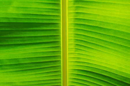 Banana leaves. A leaf of banana seem like green mix with yellowの写真素材