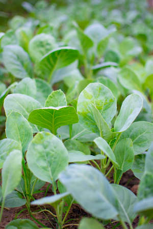 Growing Chinese kale vegetable or Chinese Broccoli Plants (Brassica oleracea var. alboglabra). They...
