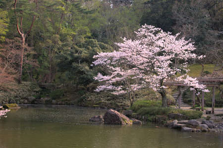 Cherry tree next to a Japanese lake with stones