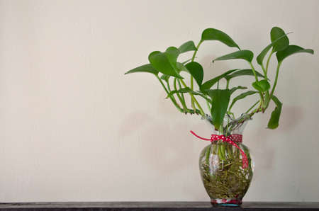 Anubias barteri in a vase with waterの写真素材