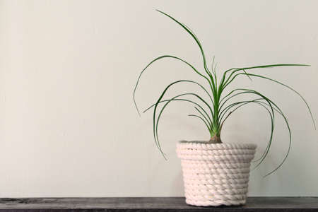 Elephant's foot in a flowerpot wrapped by a bowの写真素材