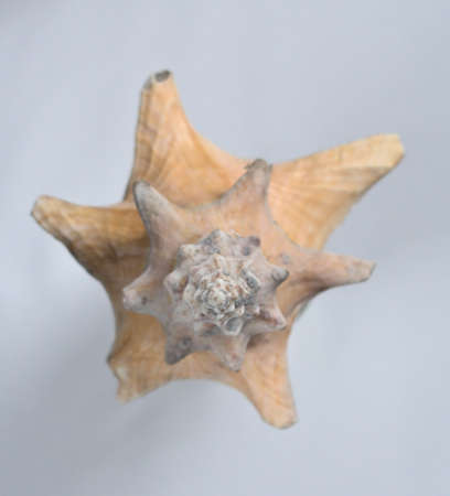 Close-up of the spiral of a seashell