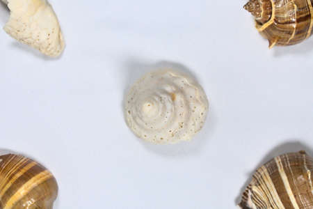 Pieces of coral and sea shells on white background
