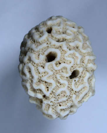 Close up of small piece of brain coral