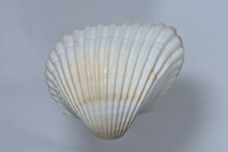 white shell with brown tones on a light backgroundの写真素材