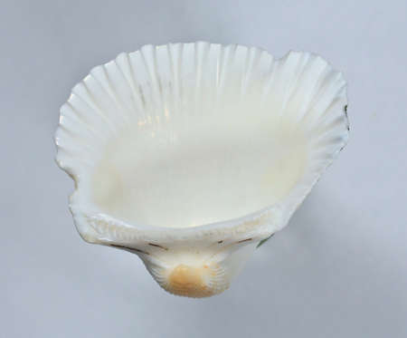 View of the inner part of a bivalve.の写真素材