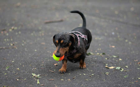 Dachshund dog holding a tennis ball with his muzzleの写真素材