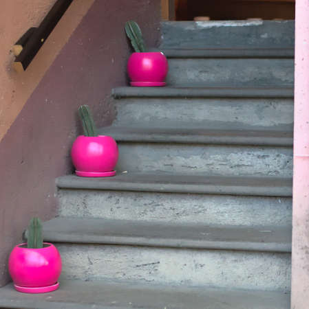 Pink pots with cacti on stair stepsの写真素材