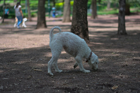 White dog with short curly hair sniffing the groundの写真素材