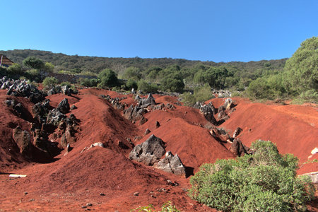 Red dunes surrounded by treesの写真素材