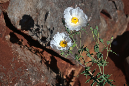 White poppy flowers on a rock in the desert, close-upの写真素材