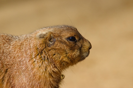 Head of black tailed prairie dog. Sideview close up portrait
