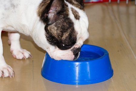 Young french bulldog female drinks water from her blue bowlの写真素材