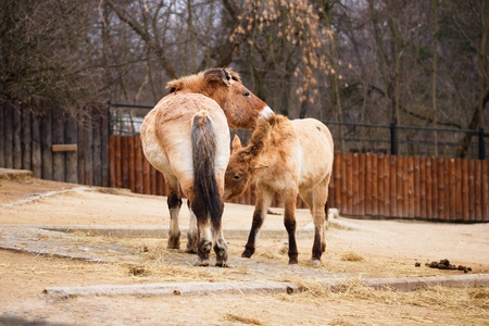 Przewalski's horse, very endangered wild living subspecies of horse.の写真素材