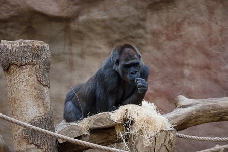 Single black gorilla looking thoughtfulの写真素材