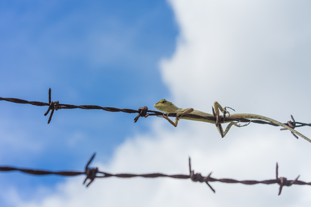 The chameleon tries to escape the barbed wire with blue sky background.の写真素材