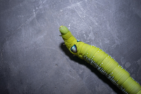 Green worm, A big Caterpillar on the concrete background.の写真素材