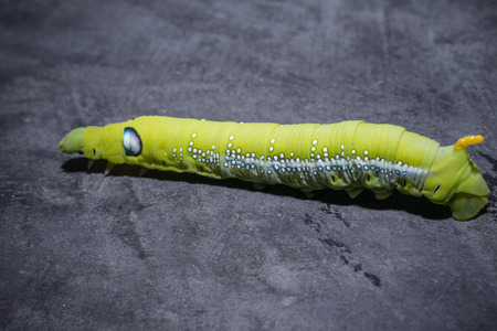 Green worm, A big Caterpillar on the concrete background.