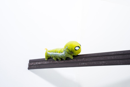 Green worm, A big Caterpillar on the white background.の写真素材