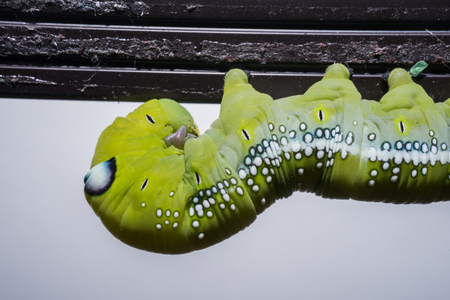 Green worm, A big Caterpillar on the white background.の写真素材