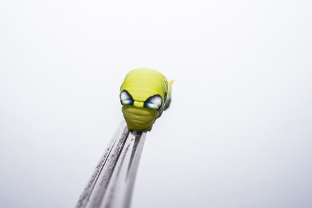 The isolated of Green worm, A big Caterpillar on the white background.の写真素材